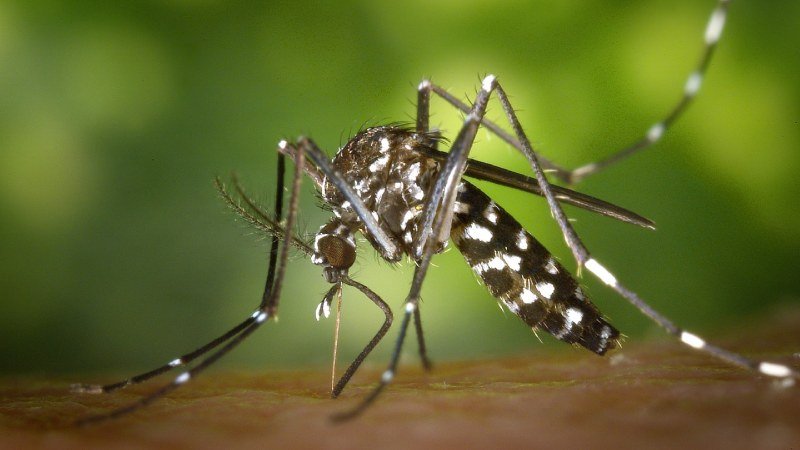 What Clermont’s Lakes and Rolling Hills Mean for Pests